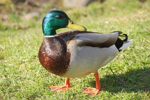 Кряква (Anas platyrhynchos)