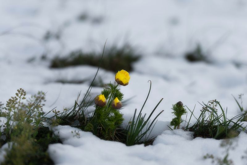 Весеннее фото превью