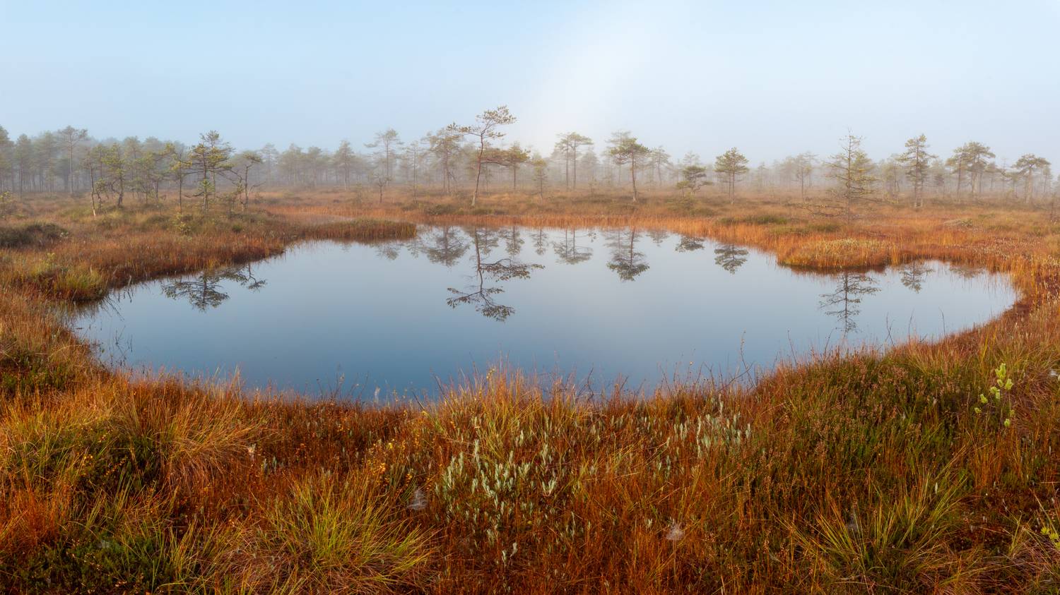 , Комарова Вера