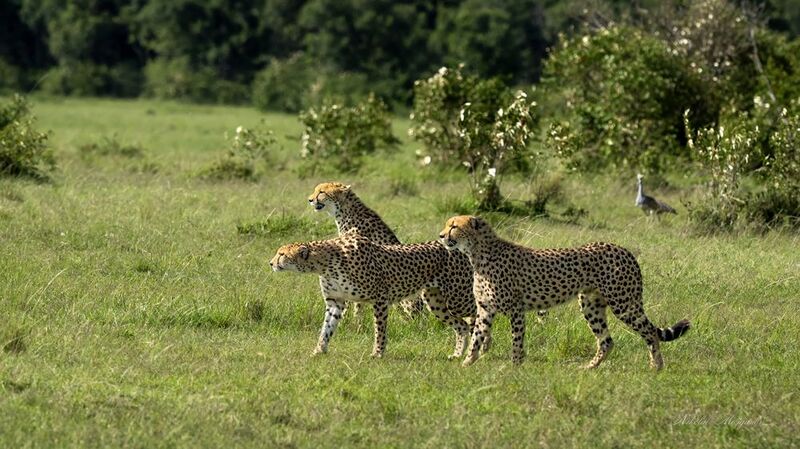 Гепарды фото превью