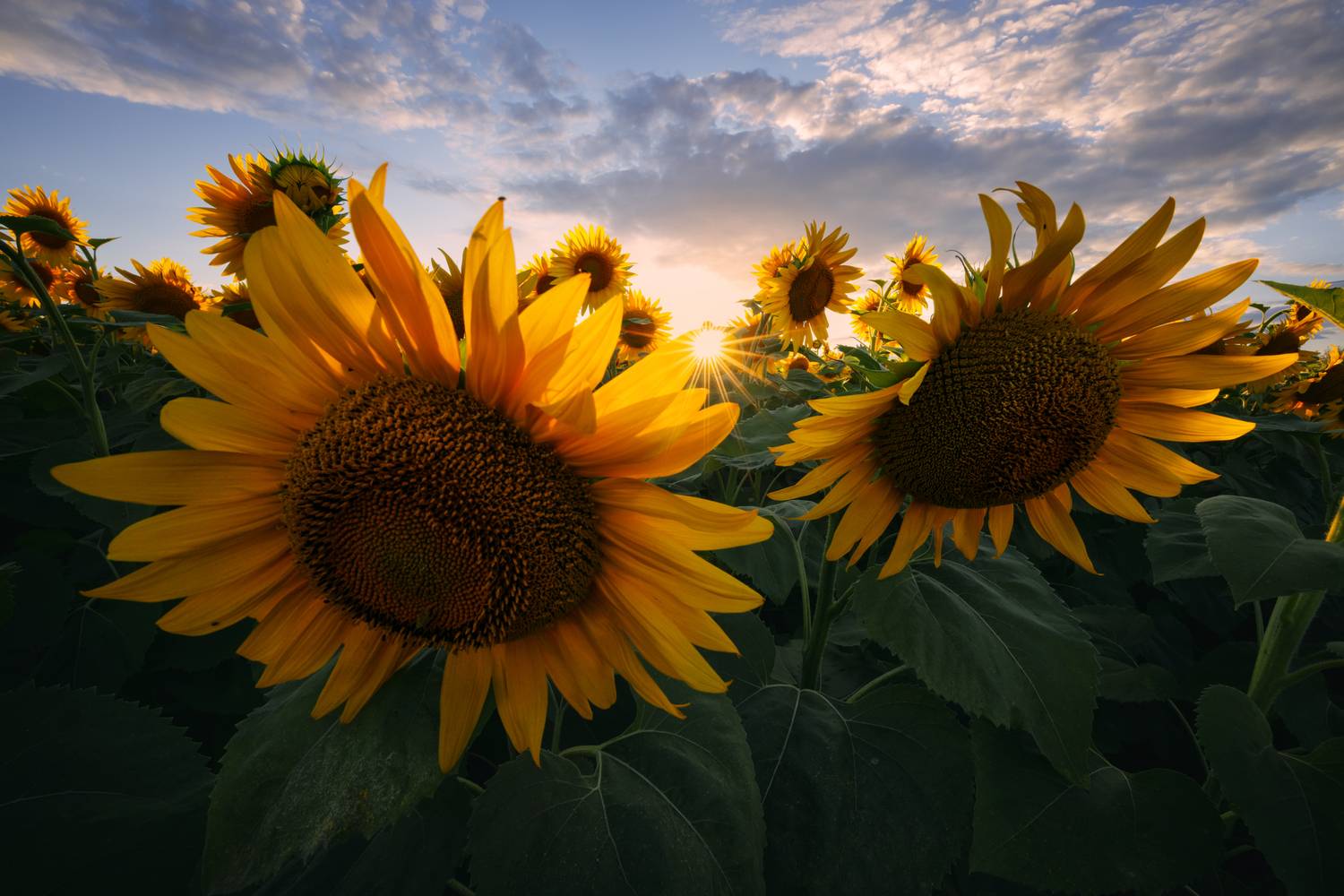 sunflower, nature, summer, yellow, outdoors, rural, flower, sun, beauty, green, sunlight, leaf, petal, close-up, blue, landscape, sunset, пейзаж, закат, лето, подсолнух, солнце, природа, небо, Андрей
