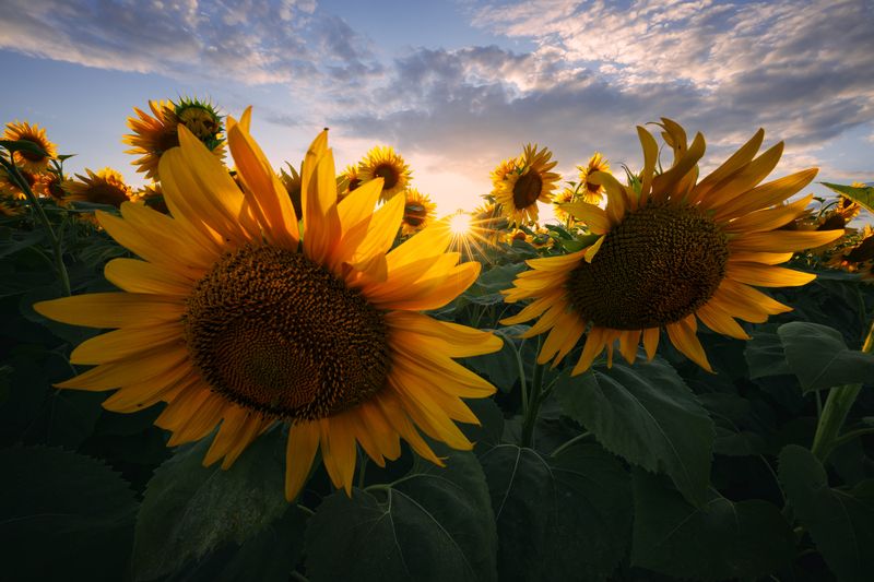 sunflower, nature, summer, yellow, outdoors, rural, flower, sun, beauty, green, sunlight, leaf, petal, close-up, blue, landscape, sunset, пейзаж, закат, лето, подсолнух, солнце, природа, небо Солнце фото превью