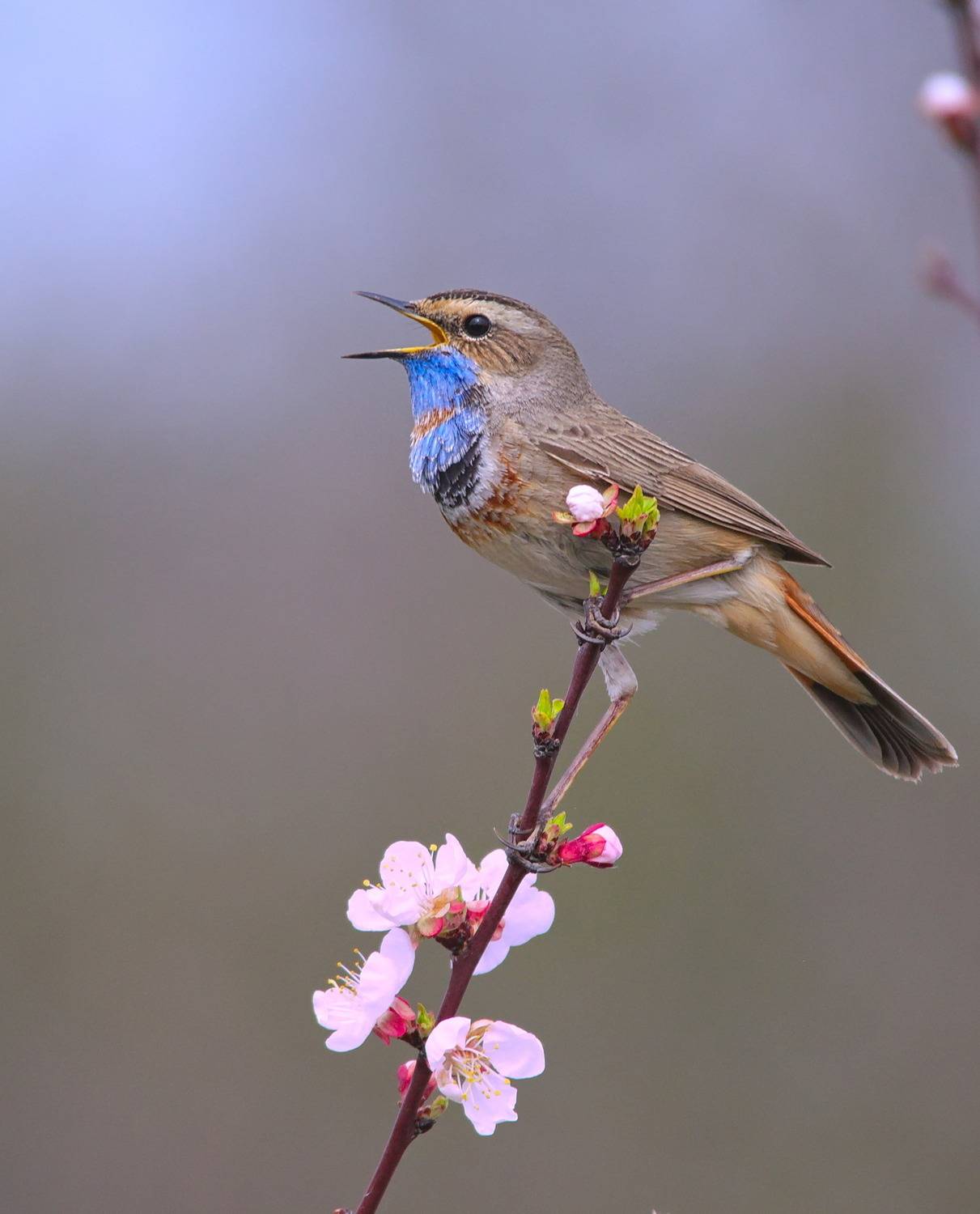 luscinia svecica, варакушка,, sergey izoya