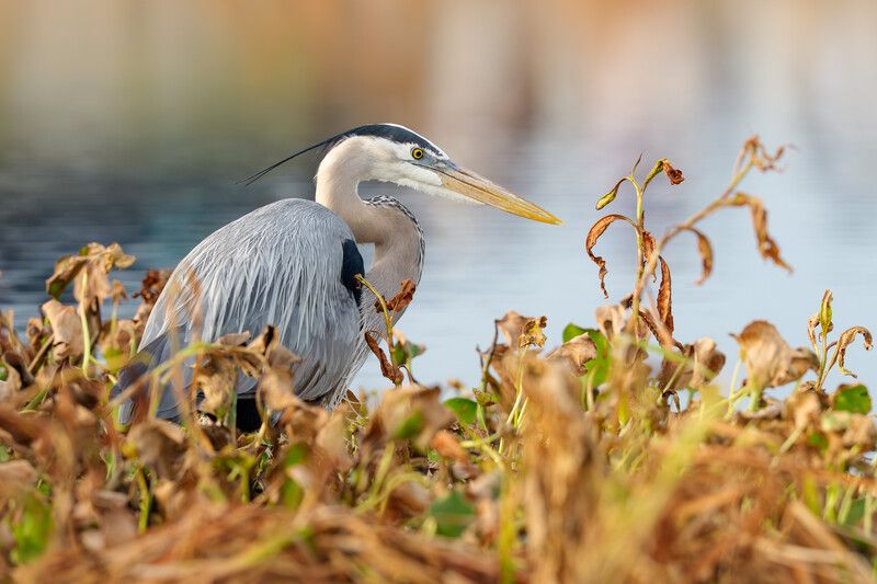 птица, фотоохота, цапля, природа, фауна Большая голубая цапля фото превью