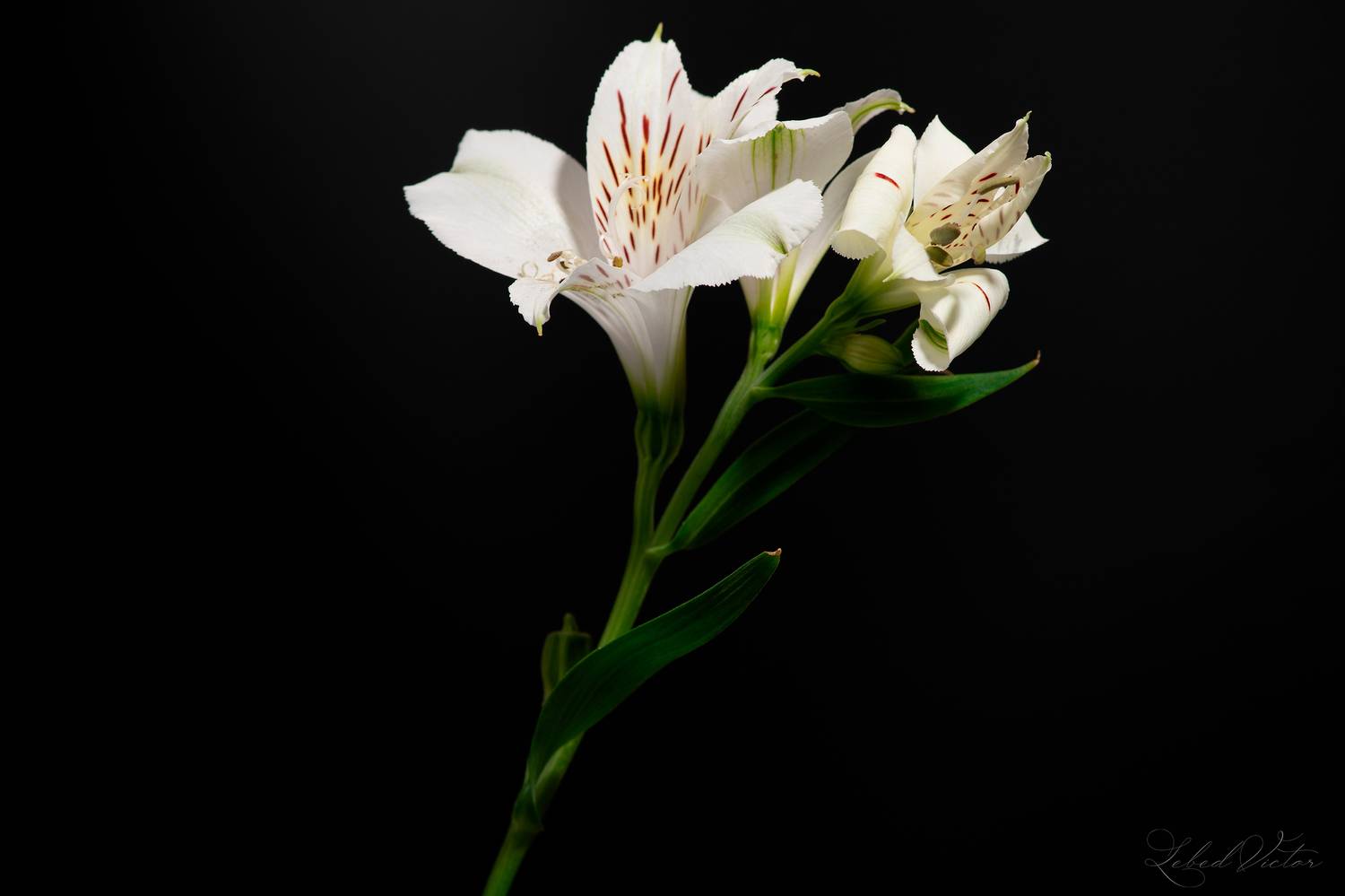 , Виктор Лебедь