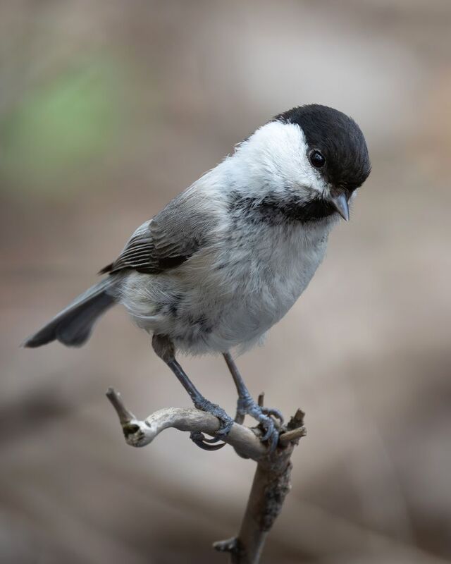 буроголовая гаичка, фото птиц, гаичка, пухляк  фото превью
