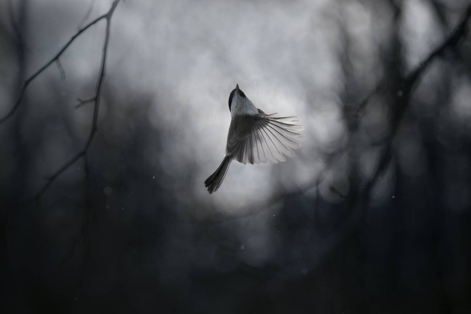 лес, свет, вечер, природа, синица, птицы, Баранов Олег