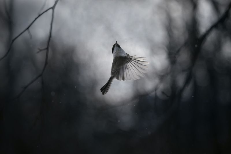 лес, свет, вечер, природа, синица, птицы *** фото превью