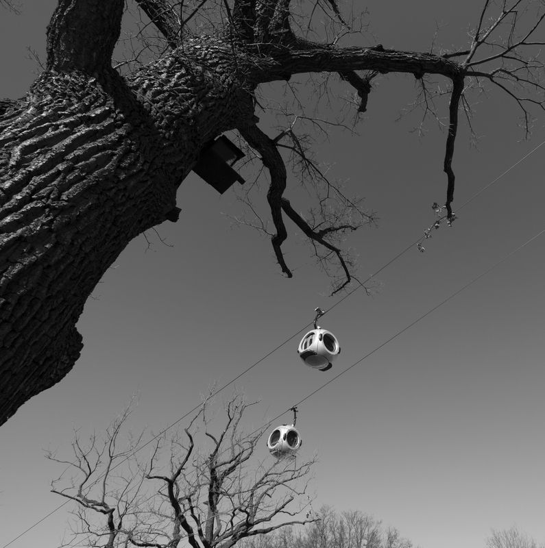 канатная дорога, ВДНХ, скворечник, кабинки, дерево, дуб Самодвижущиеся скворечники фото превью