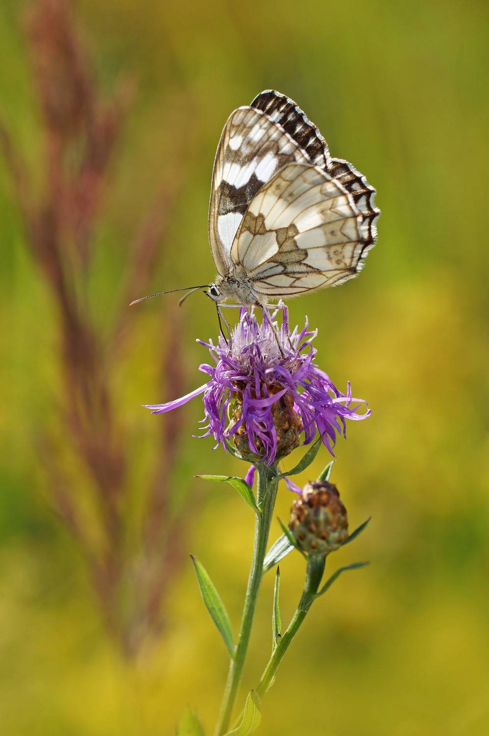 Пестроглазка Галатея, Чепленко Алексей