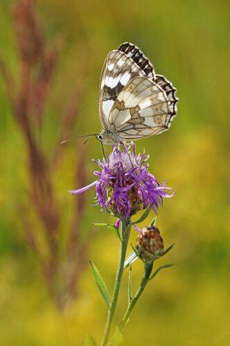 Пестроглазка Галатея