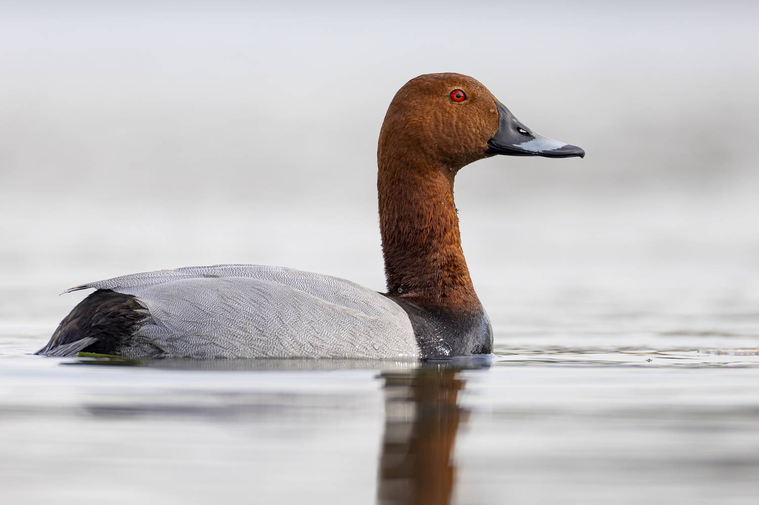 красноголовый нырок, птицы, утка, Руслан Pl