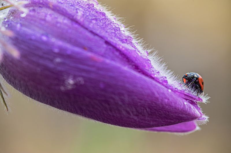 Ждущая пробуждения...  фото превью
