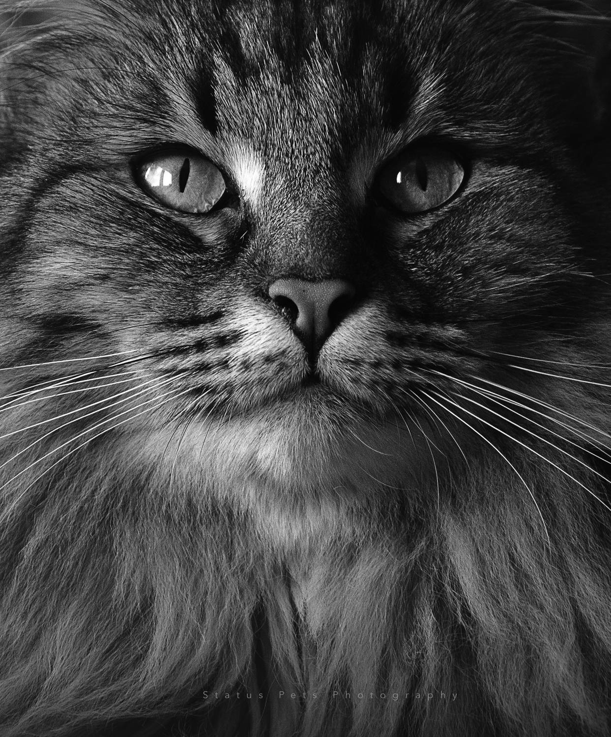 photography,cat,feline,monochrome,black,and,white,natural light,portrait,maine,coon,animal,kitten,, Alexandre Marques