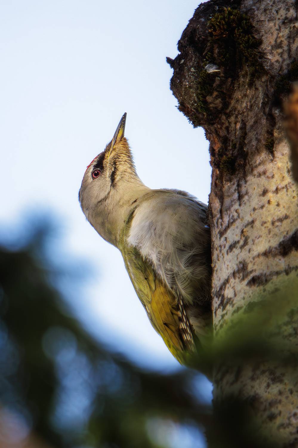 , Морозов Сергей
