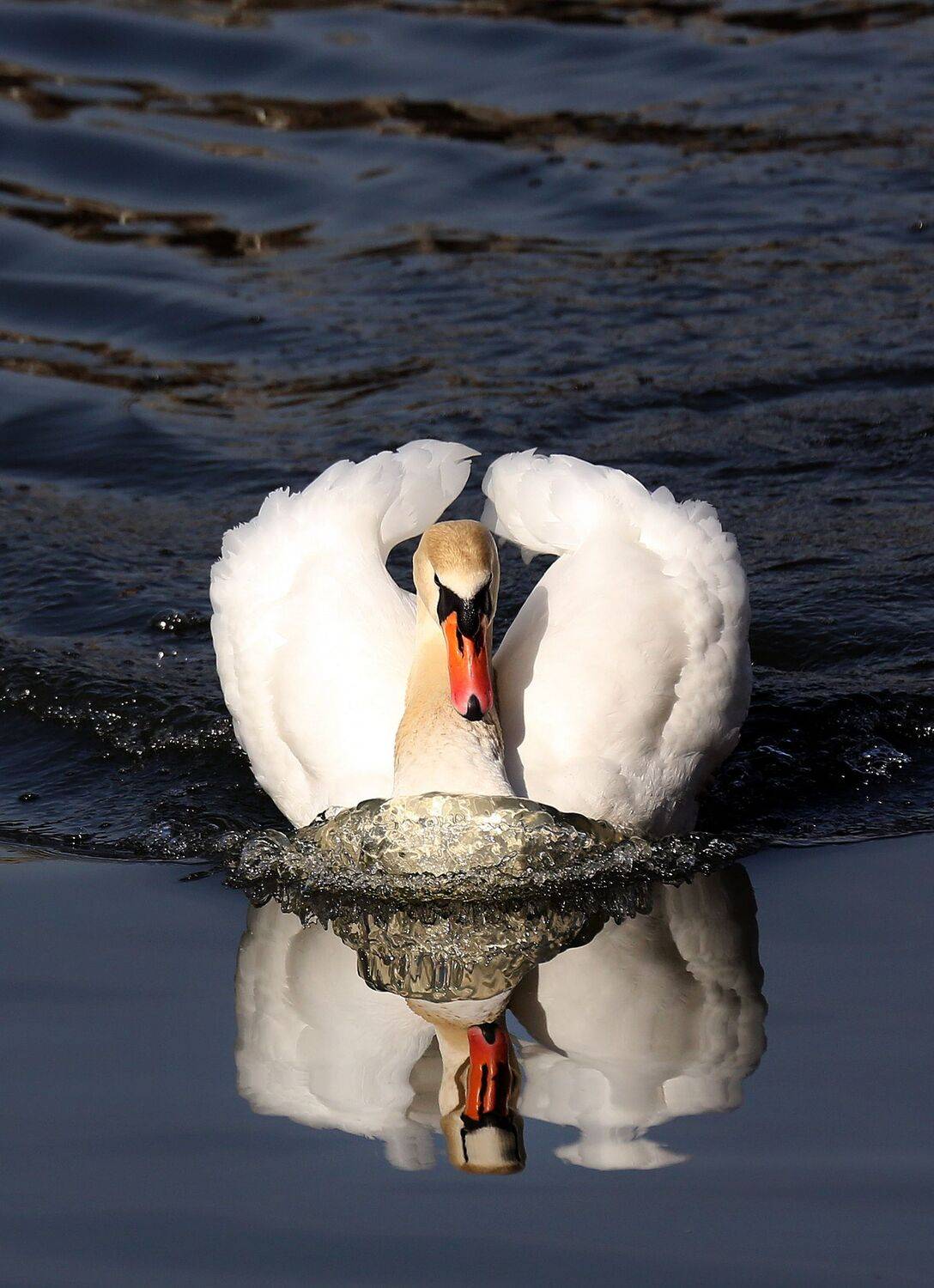 , Бибичков Михаил