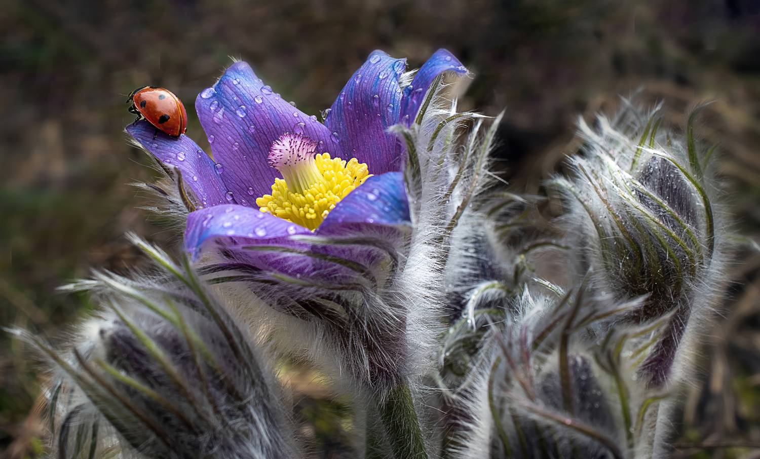 , Людмила Железнова