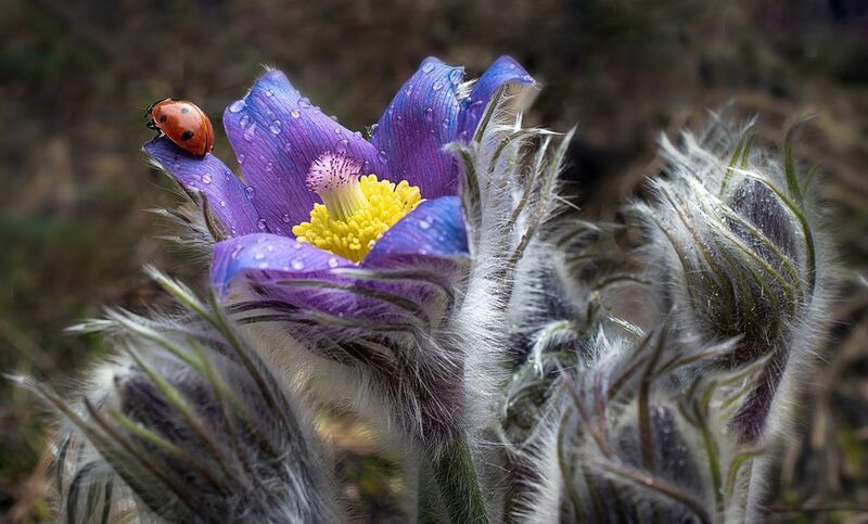 Сон- трава фото превью