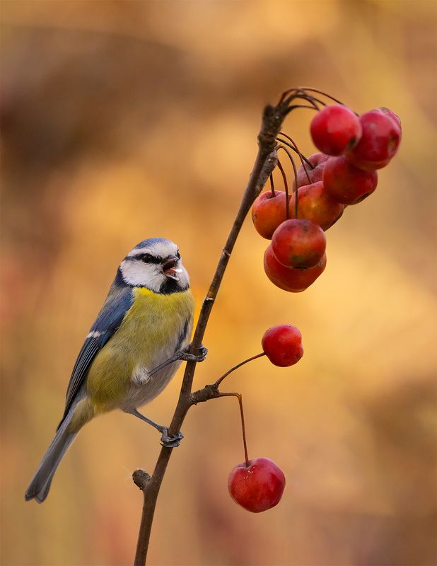 Titmouse фото превью