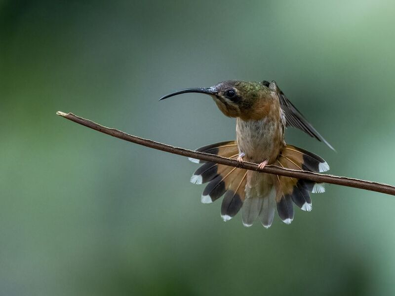 Bronzy Hermit фото превью