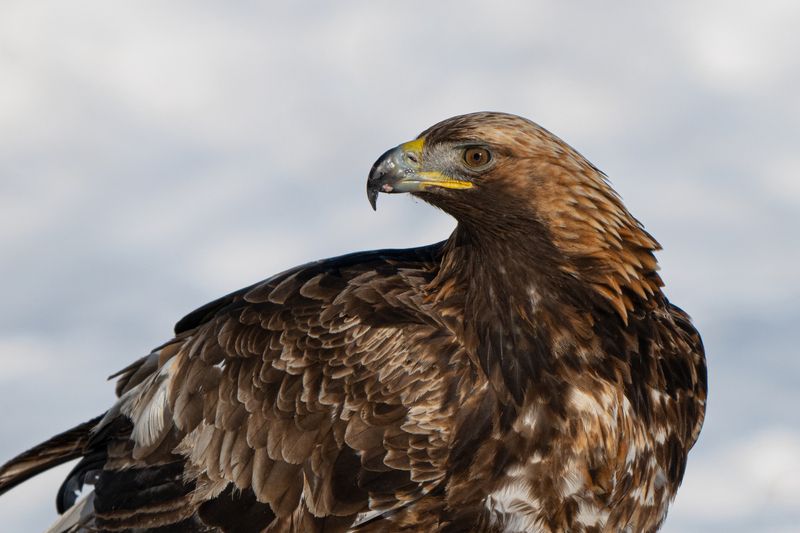 беркут, клюв, портрет, птица Хищник фото превью