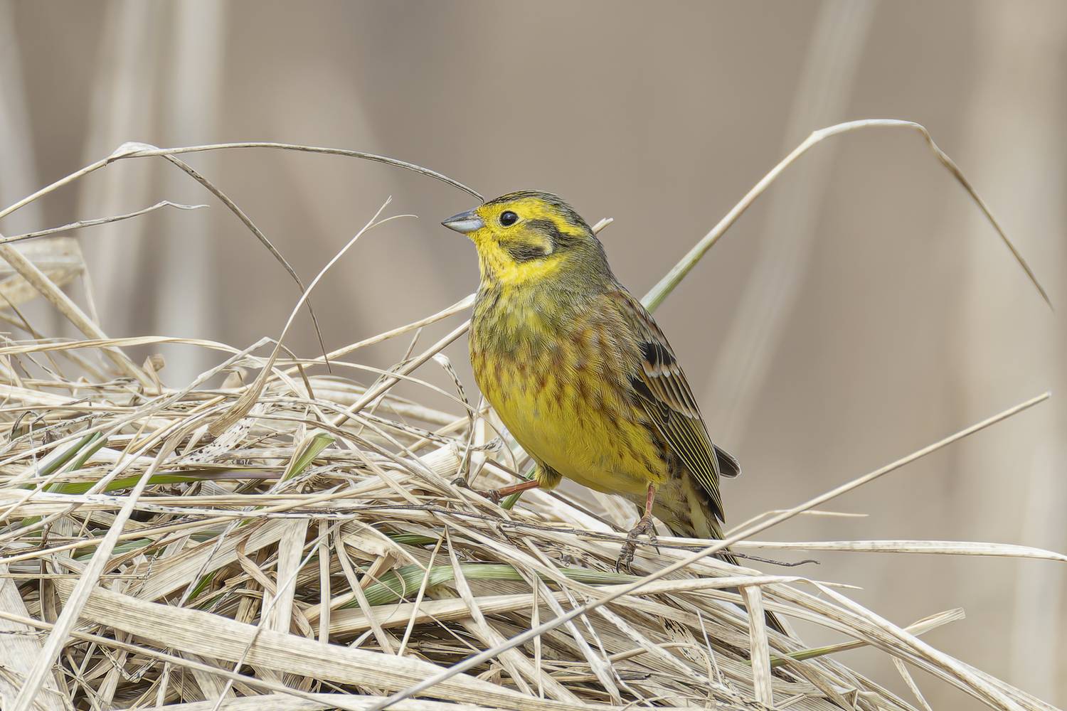 обыкновенная, овсянка, Руслан Pl