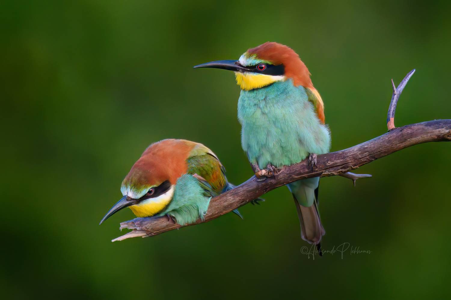 щурки, Плеханов Александр