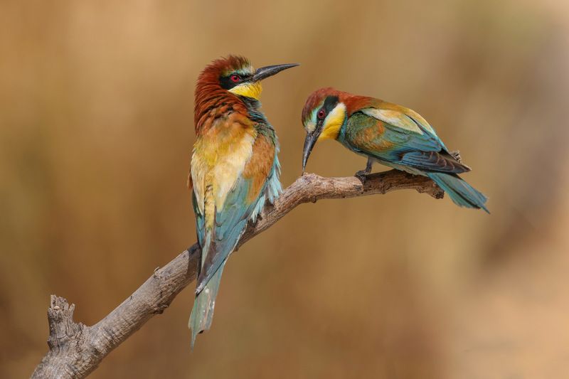 Bee-eaters фото превью