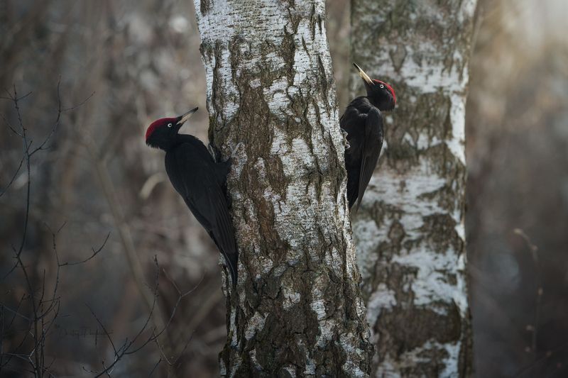 природа, лес, поля, огороды, животные, птицы, макро Соперники, или друзья :) фото превью