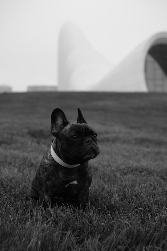 прогулка с собакой фото превью