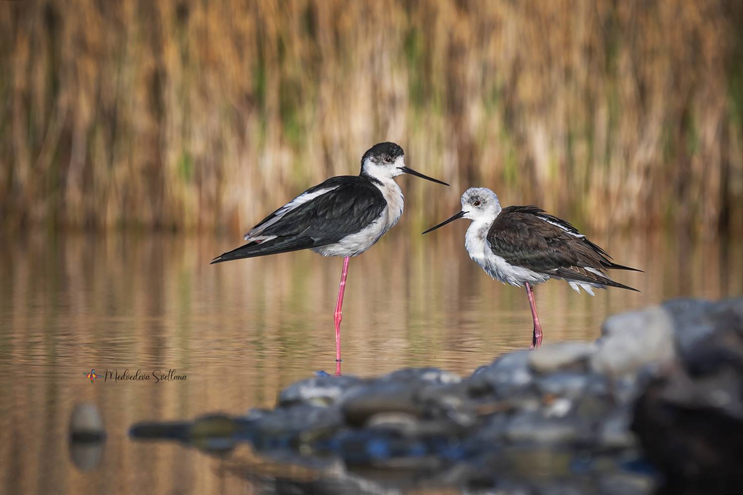 фотоохота, птица, ходулочник, весна, Медведева Светлана