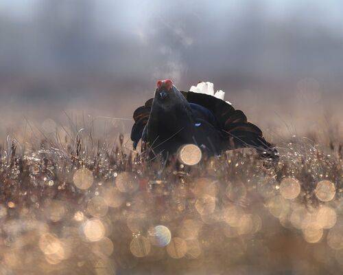 Тетерев на току