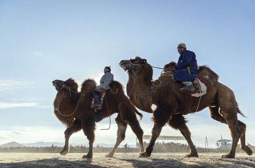 Mongolian camel winter festival