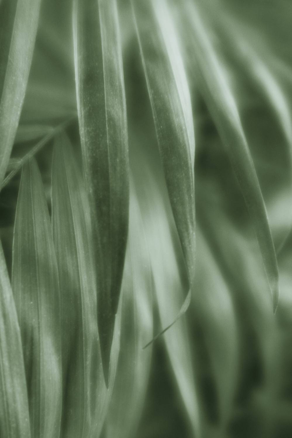 , Таня Смолевская