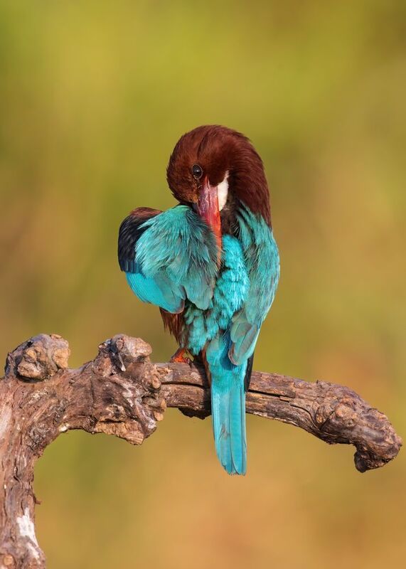 *** фото превью