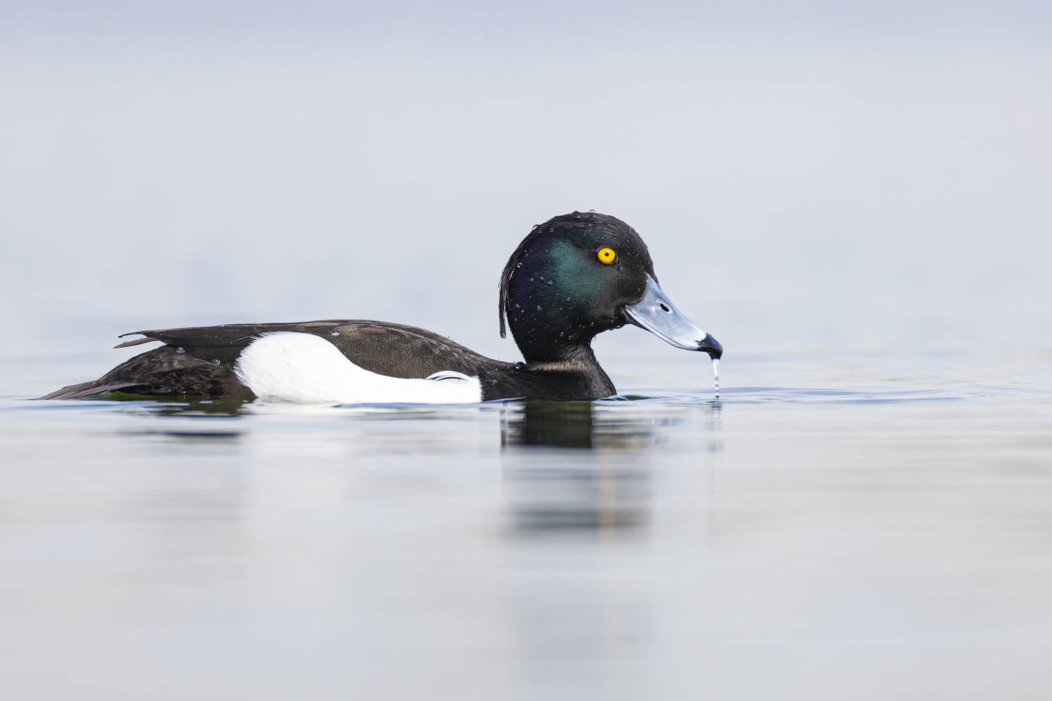 хохлатая чернеть, птицы, нырок, Руслан Pl