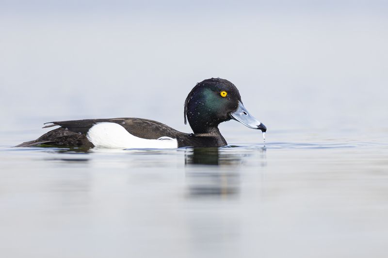 хохлатая чернеть, птицы, нырок Хохлатая чернеть фото превью