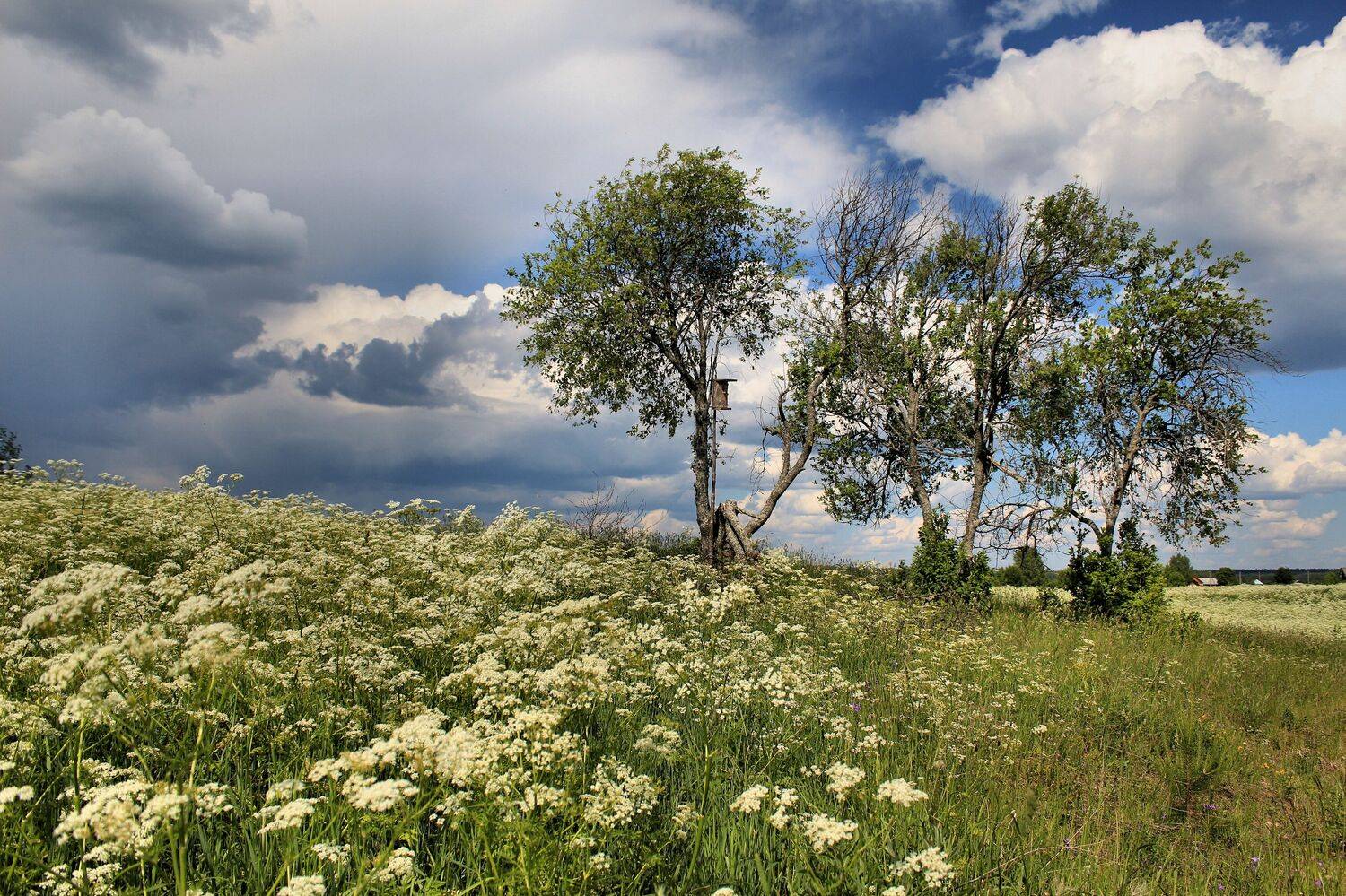 береза, скворечник, лето, луг, Наталия Колтакова