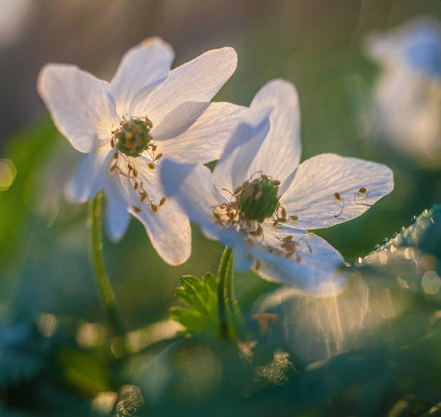 весна, цветы, Свистков Александр