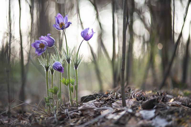 сон трава, россия, весна, апрель, воронеж, красота, nikon d 850, готические сны, carl zeiss makro-planar t* 100mm f/2 zf.2 Сны о чём то большем... фото превью