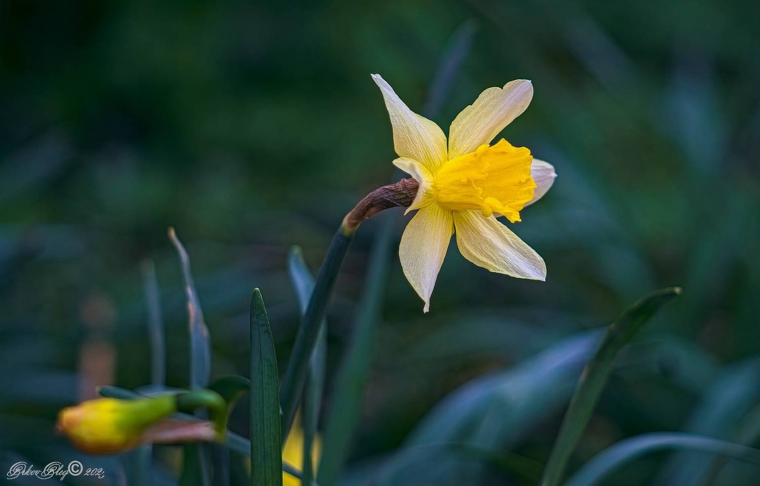 , Орлов Олег