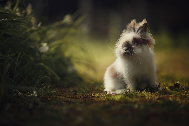 фото превью