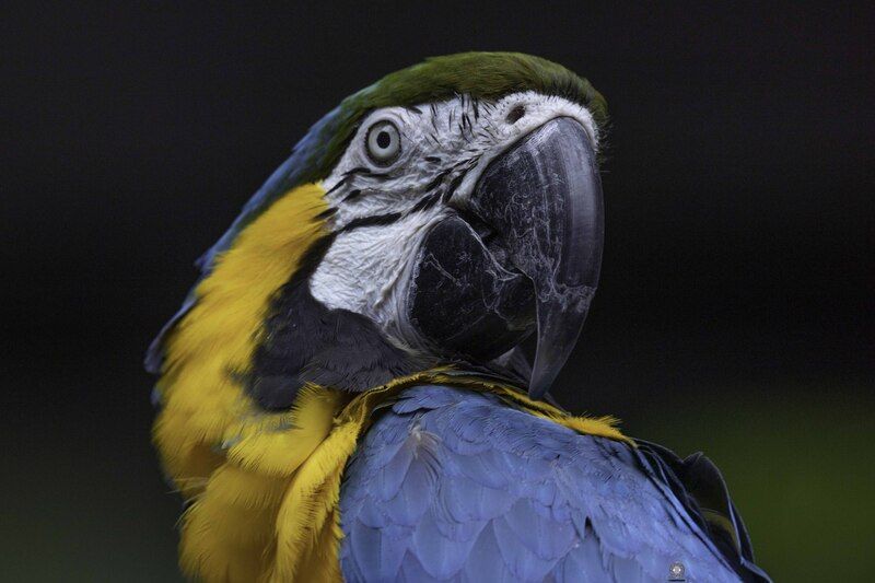 Blue-and-yellow macaw фото превью