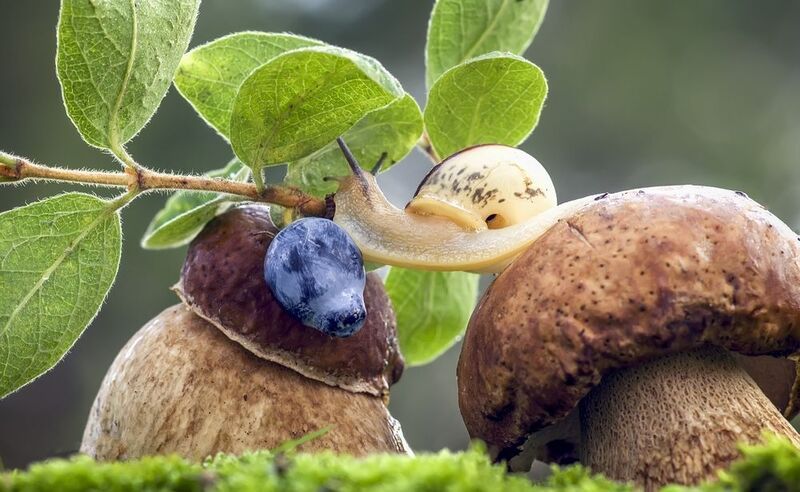 Улиточный Van Damme фото превью