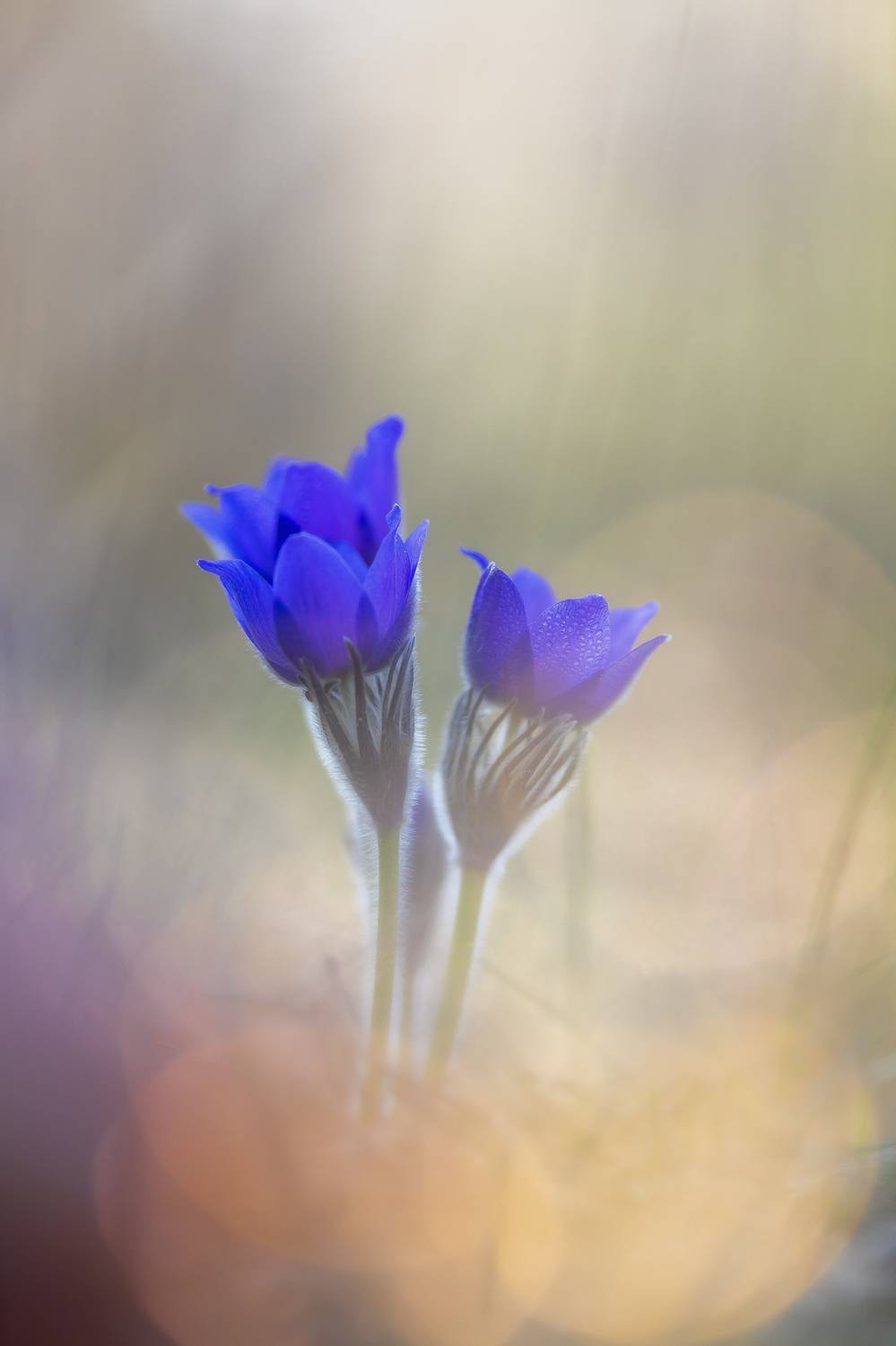 , Кузнецов Дмитрий