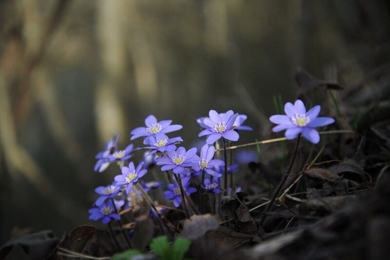 * фото превью