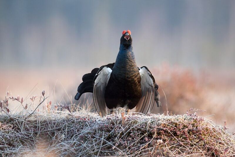 тетерев, grouse, fight, nature, bird, birdwatching, битва, ток, природа, птицы, Ярославль, крылья, взмах, полет, крики, wings, flight Ток фото превью