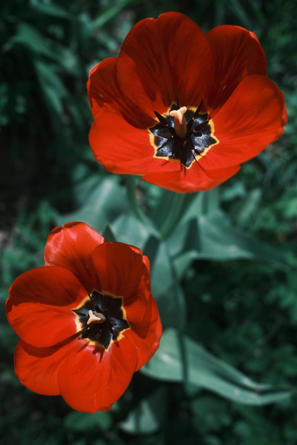 , Дыбов Дмитрий