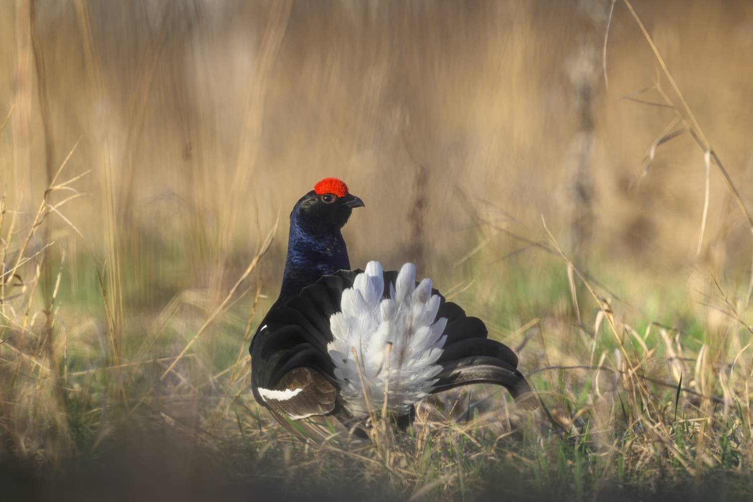 , Пупонин Сергей