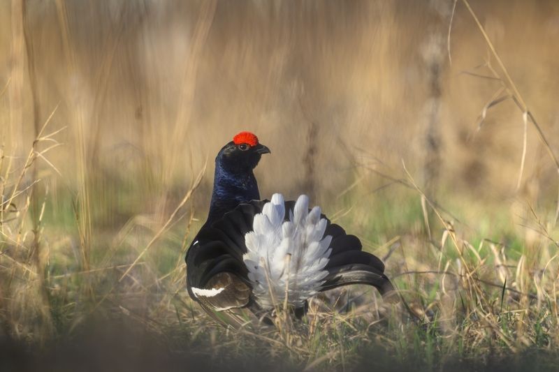 Тетерев фото превью